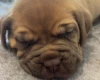 Dogue De Bordeaux