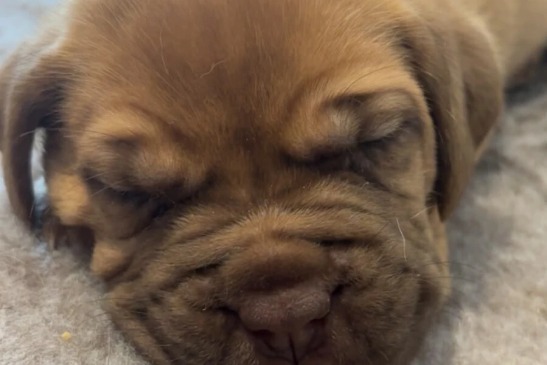 Dogue De Bordeaux