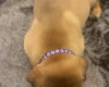 Dogue De Bordeaux