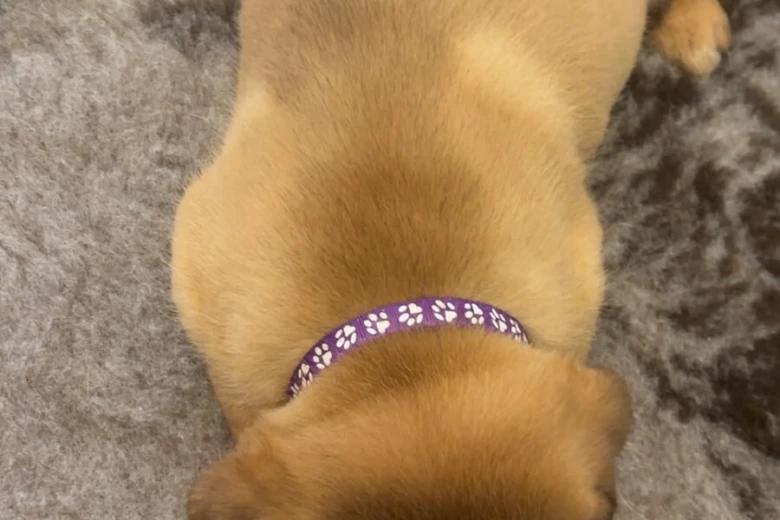 Dogue De Bordeaux