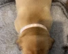 Dogue De Bordeaux