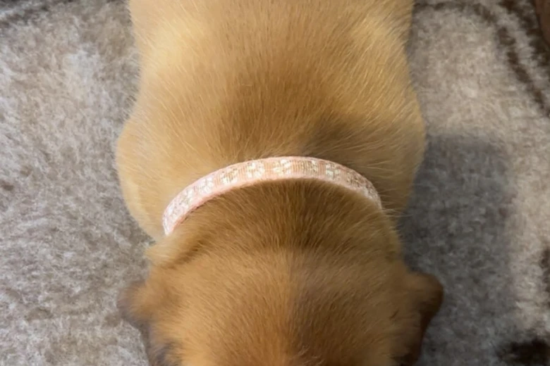 Dogue De Bordeaux