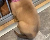 Dogue De Bordeaux