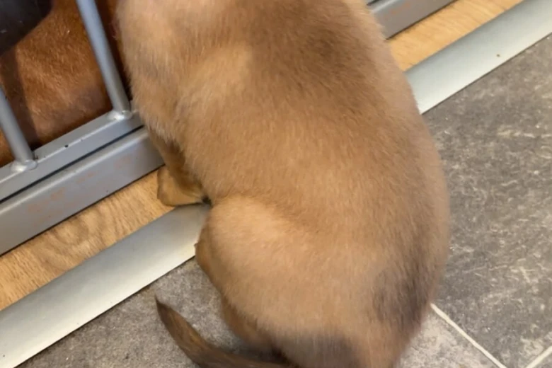 Dogue De Bordeaux