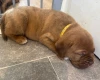 Dogue De Bordeaux