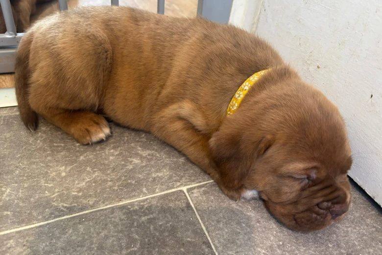 Dogue De Bordeaux