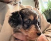 Doxipoo