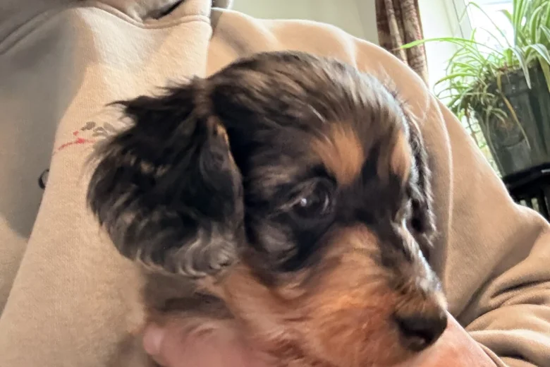 Doxipoo