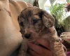 Doxipoo