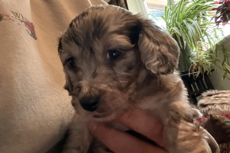 Doxipoo