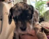 Doxipoo