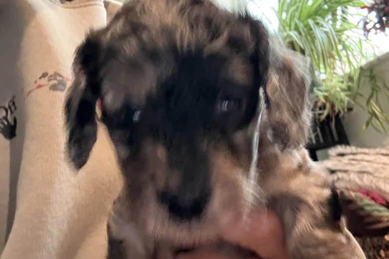 Doxipoo