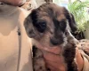 Doxipoo
