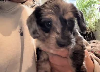 Puppy 3