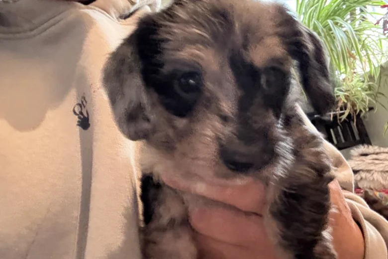 Doxipoo