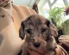 Doxipoo