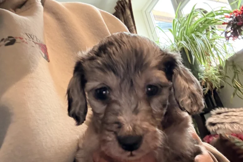 Doxipoo