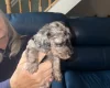 Doxipoo
