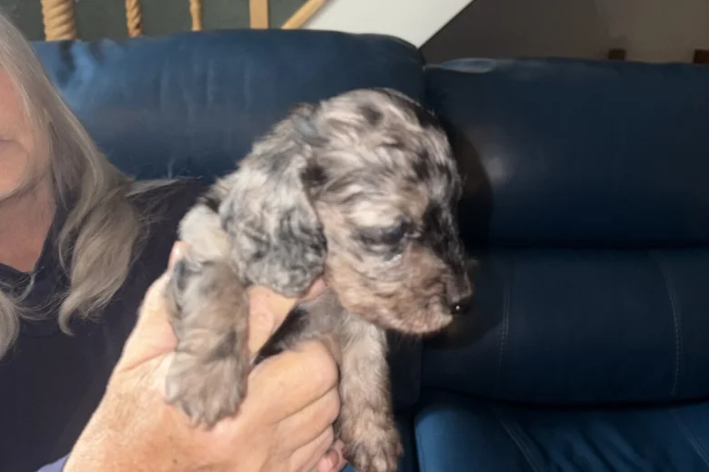 Doxipoo
