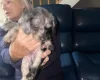 Doxipoo