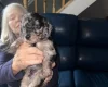 Doxipoo