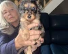 Doxipoo