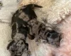 Doxipoo