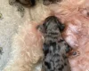 Doxipoo