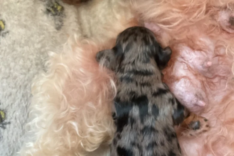 Doxipoo