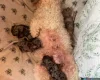 Doxipoo