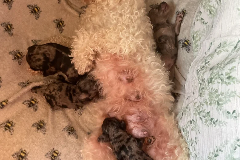 Doxipoo