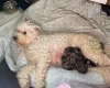 Doxipoo