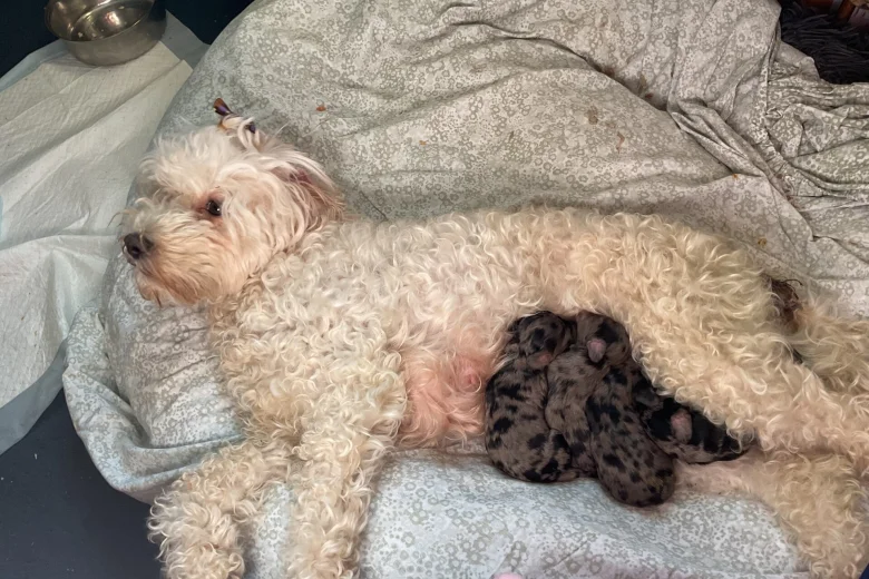 Doxipoo