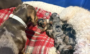 Doxipoo
