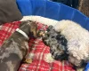 Doxipoo