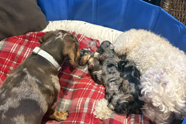 Doxipoo