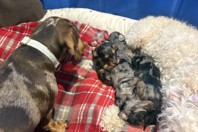 Doxipoo