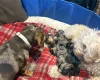 Doxipoo