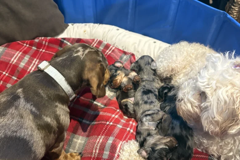 Doxipoo