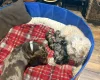 Doxipoo
