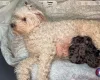 Doxipoo