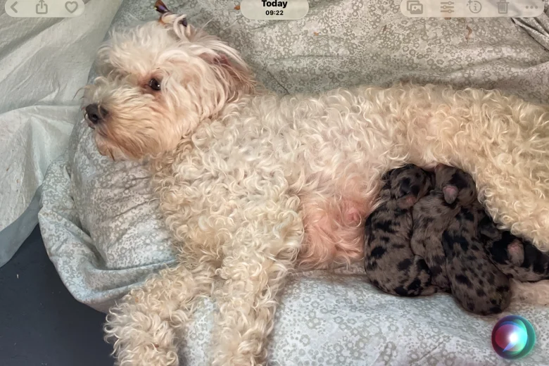 Doxipoo