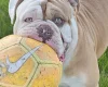 English Bulldog