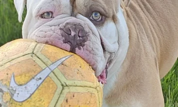 English Bulldog