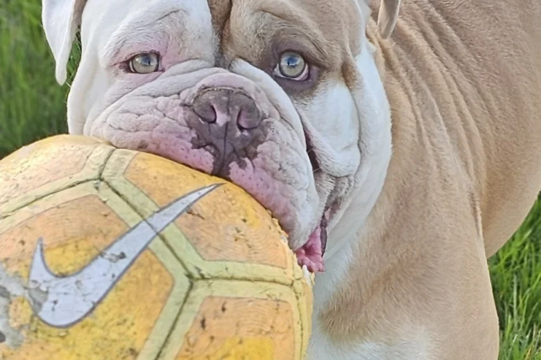 English Bulldog