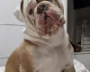 English Bulldog