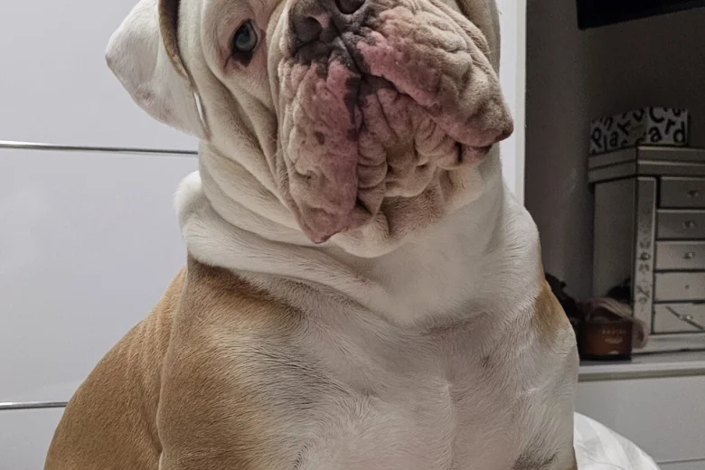 English Bulldog