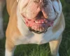 English Bulldog