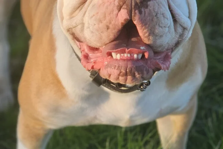 English Bulldog
