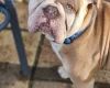 English Bulldog